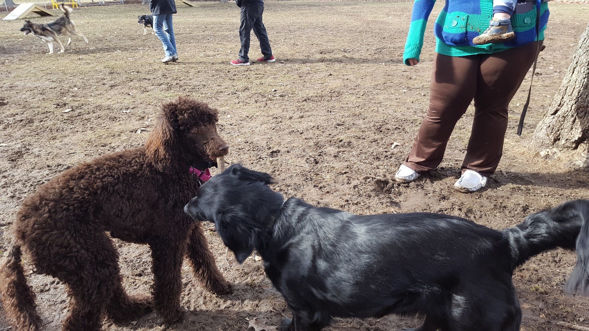 Home Run Dog Park, photo 3