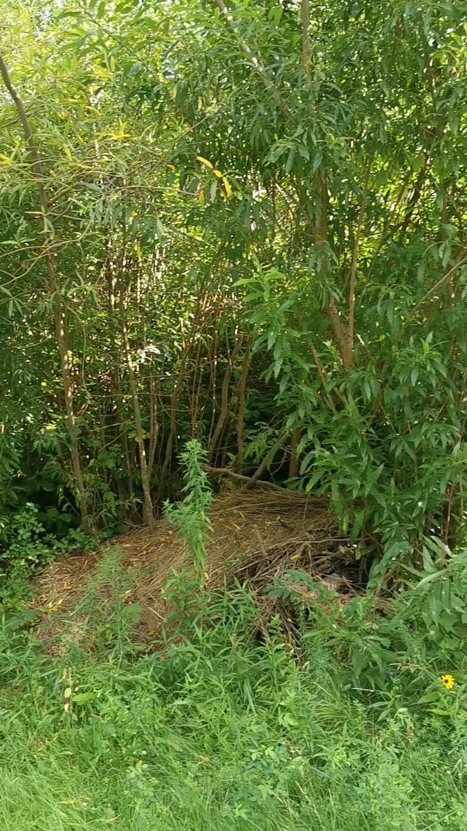 Driftwood Park, photo 2