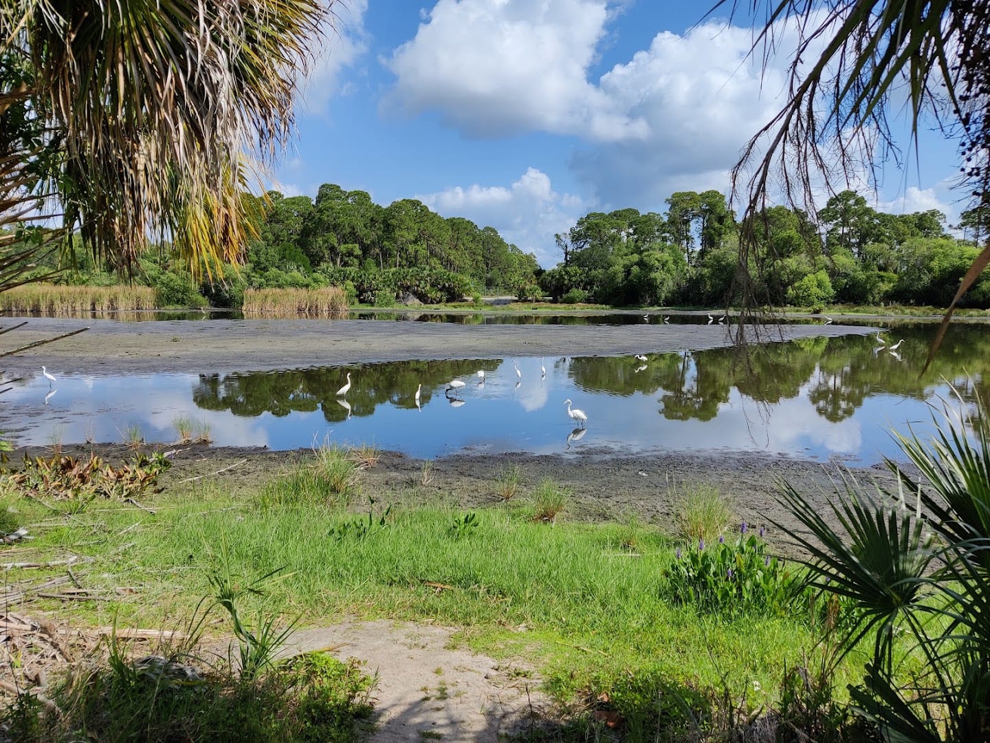 Ollie's Pond Park, photo 4