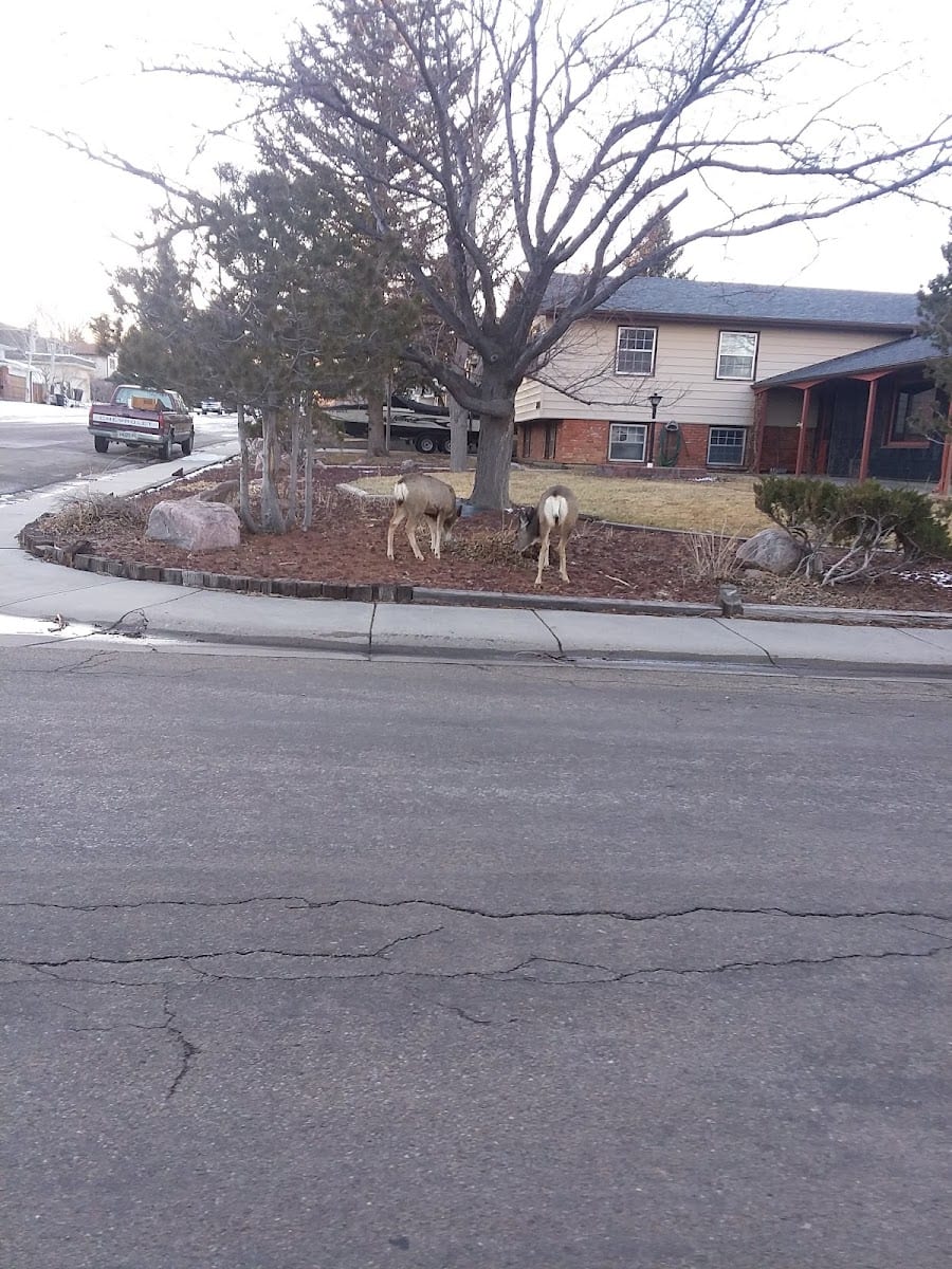 Green Meadow Park
