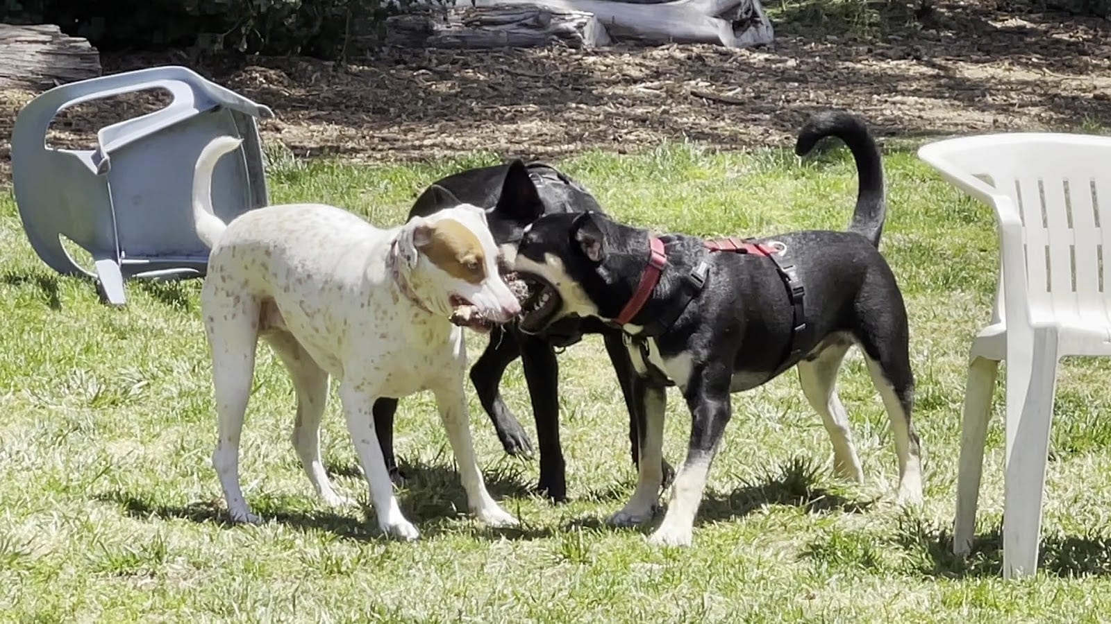 Upper Douglass Dog Play Area, photo 2