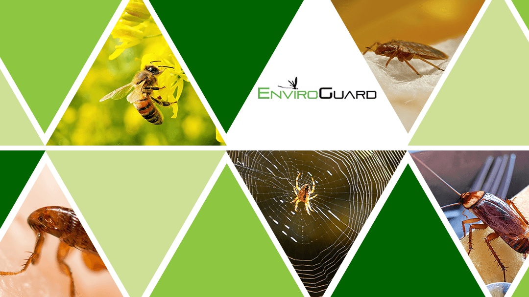EnviroGuard Pest Control, photo 3