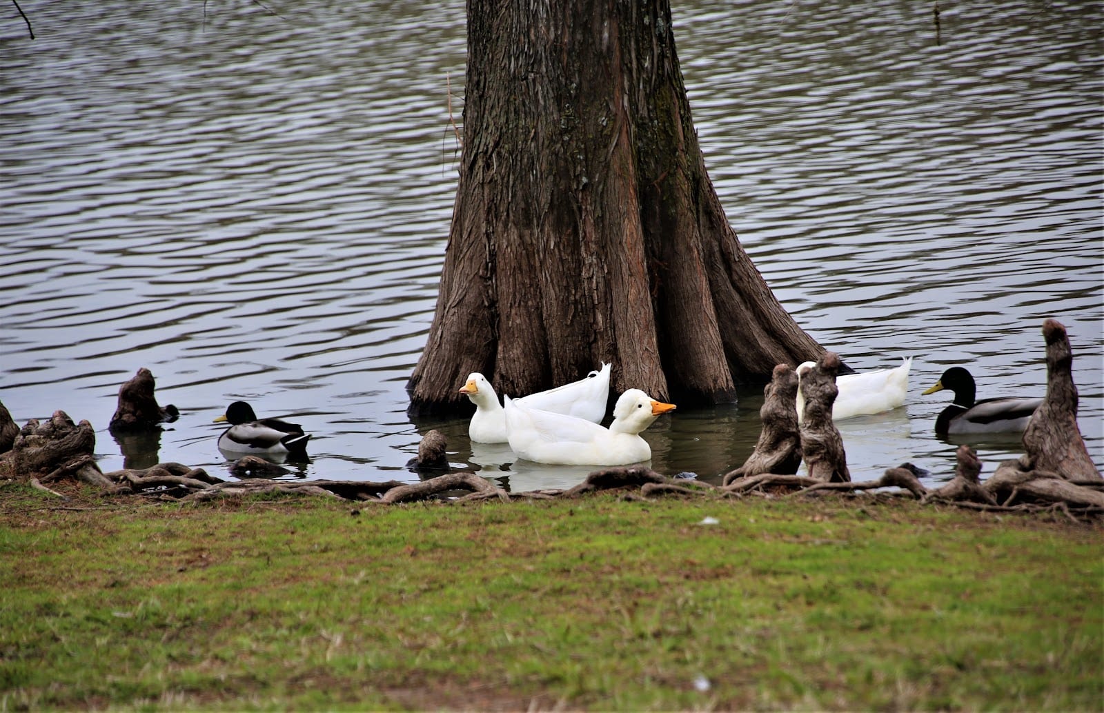 Leonard and Helen Johns Park