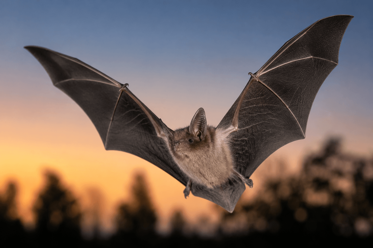 Rabid Bats, Million-Dollar Artists & Pizza Revolutions: How North County Is Making Headlines!