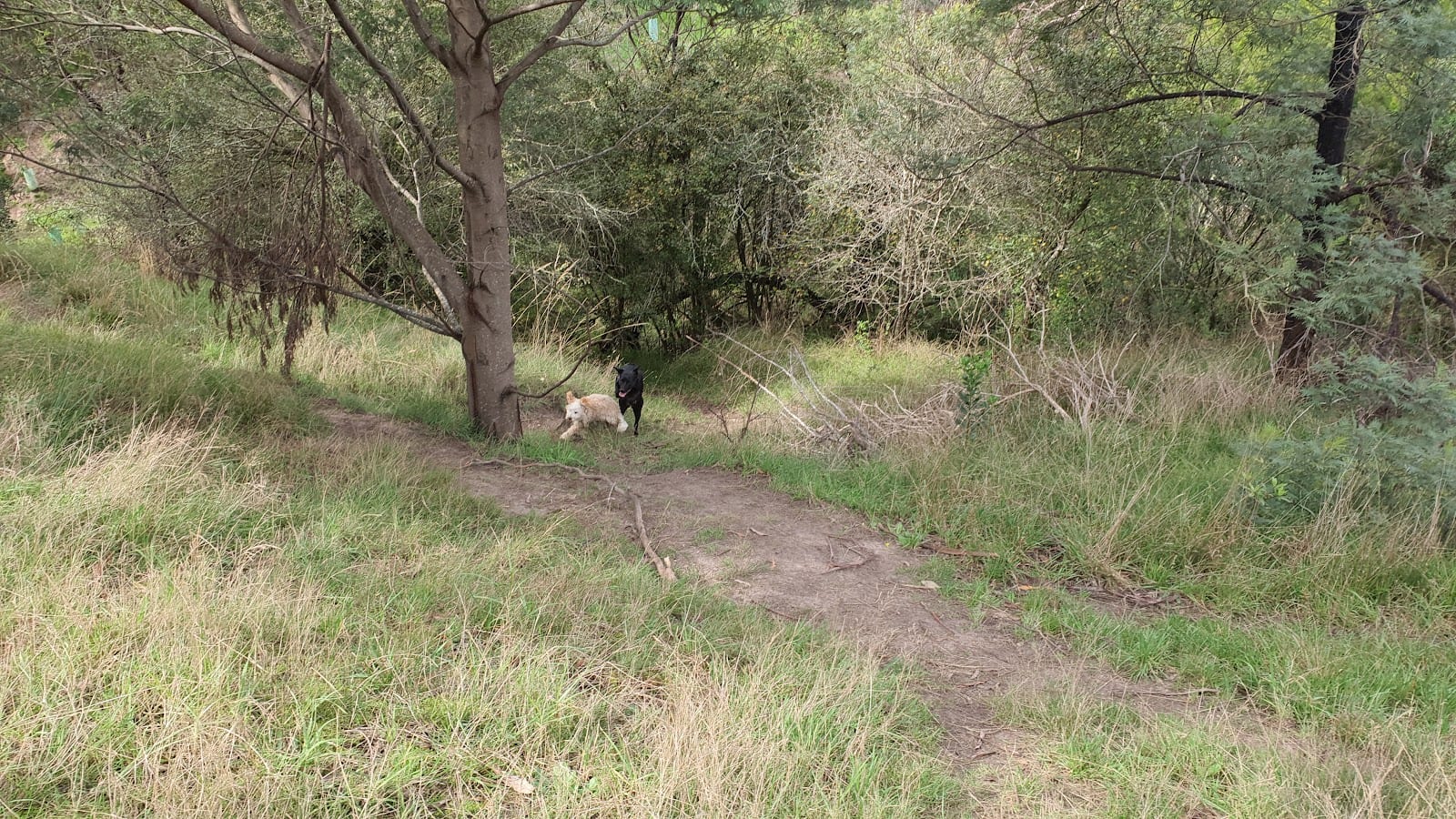 Community Forest Fenced Dog Park, photo 3