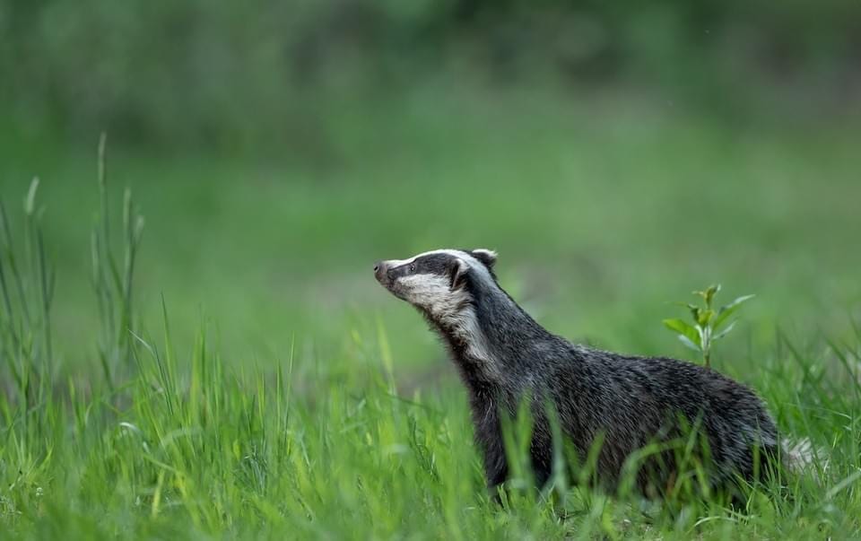 Wildlife Matters Organisation, photo 3