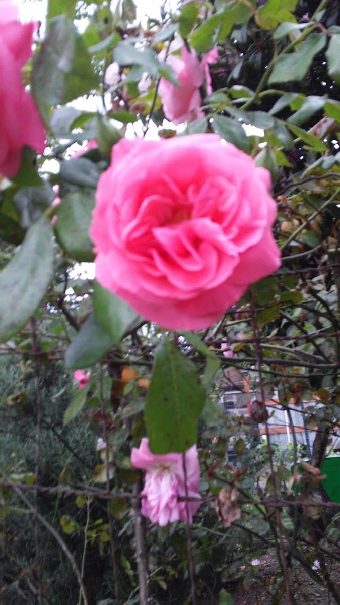 Century Park