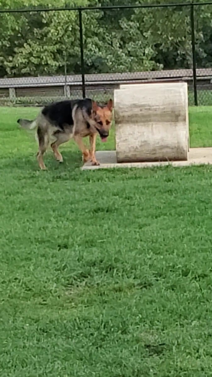 Camp Canine: Members Only, photo 3