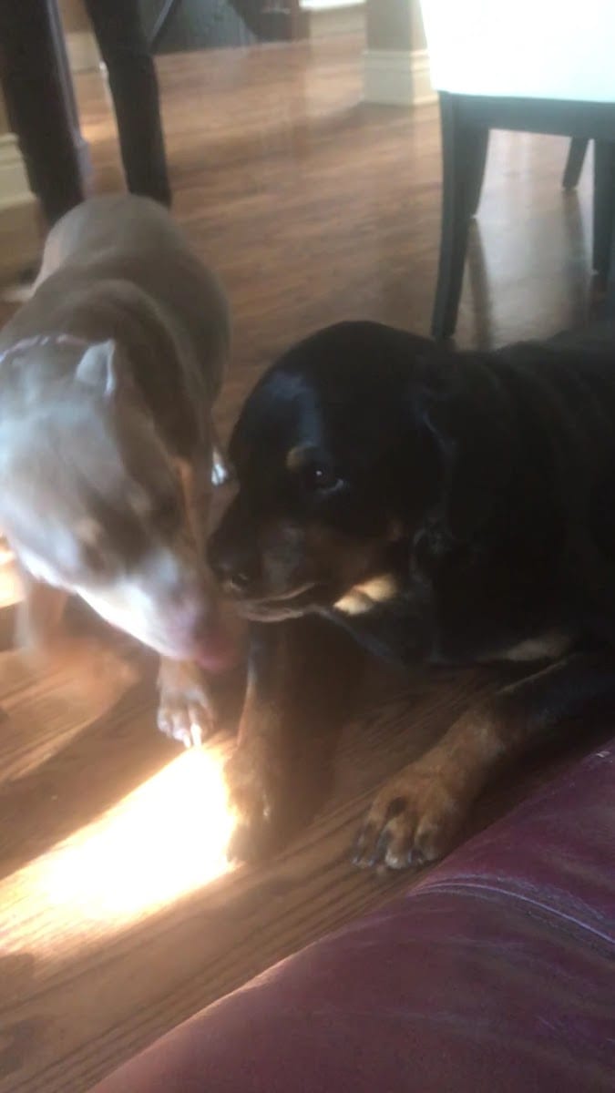Raw Balance Dogfood, photo 3