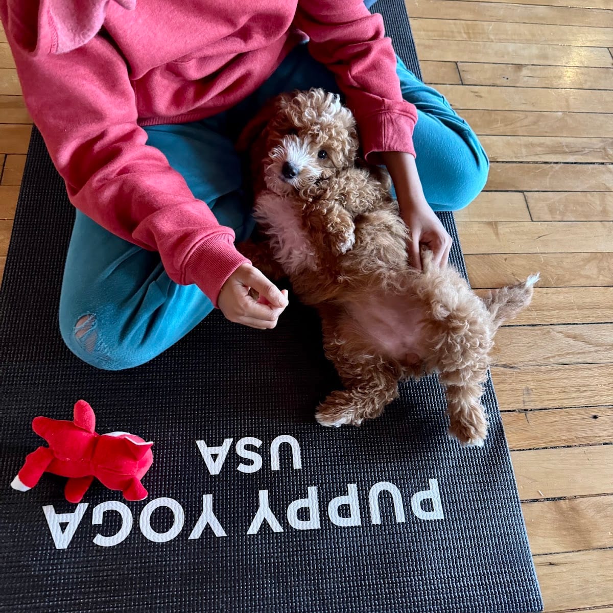 Puppy Yoga San Francisco - Financial District (Puppy Yoga USA), photo 2