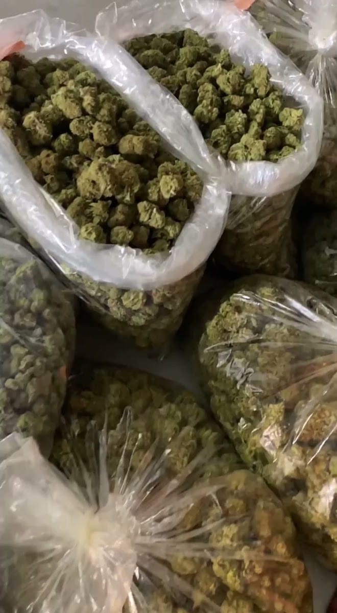 Canabisplug420, photo 3