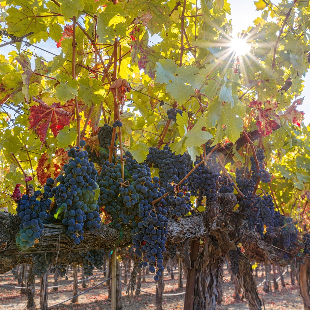 Saddleback Cellars