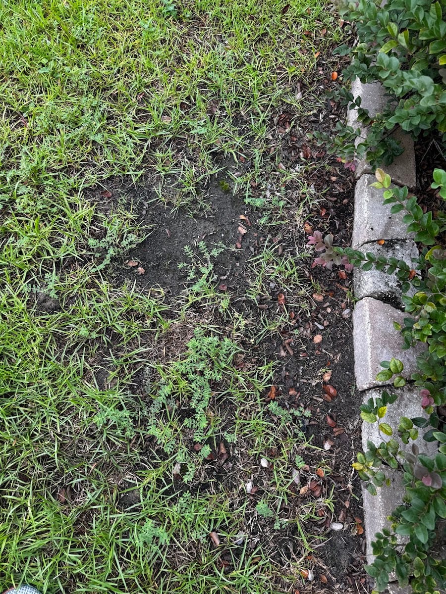 Massey Services GreenUp Lawn, photo 2