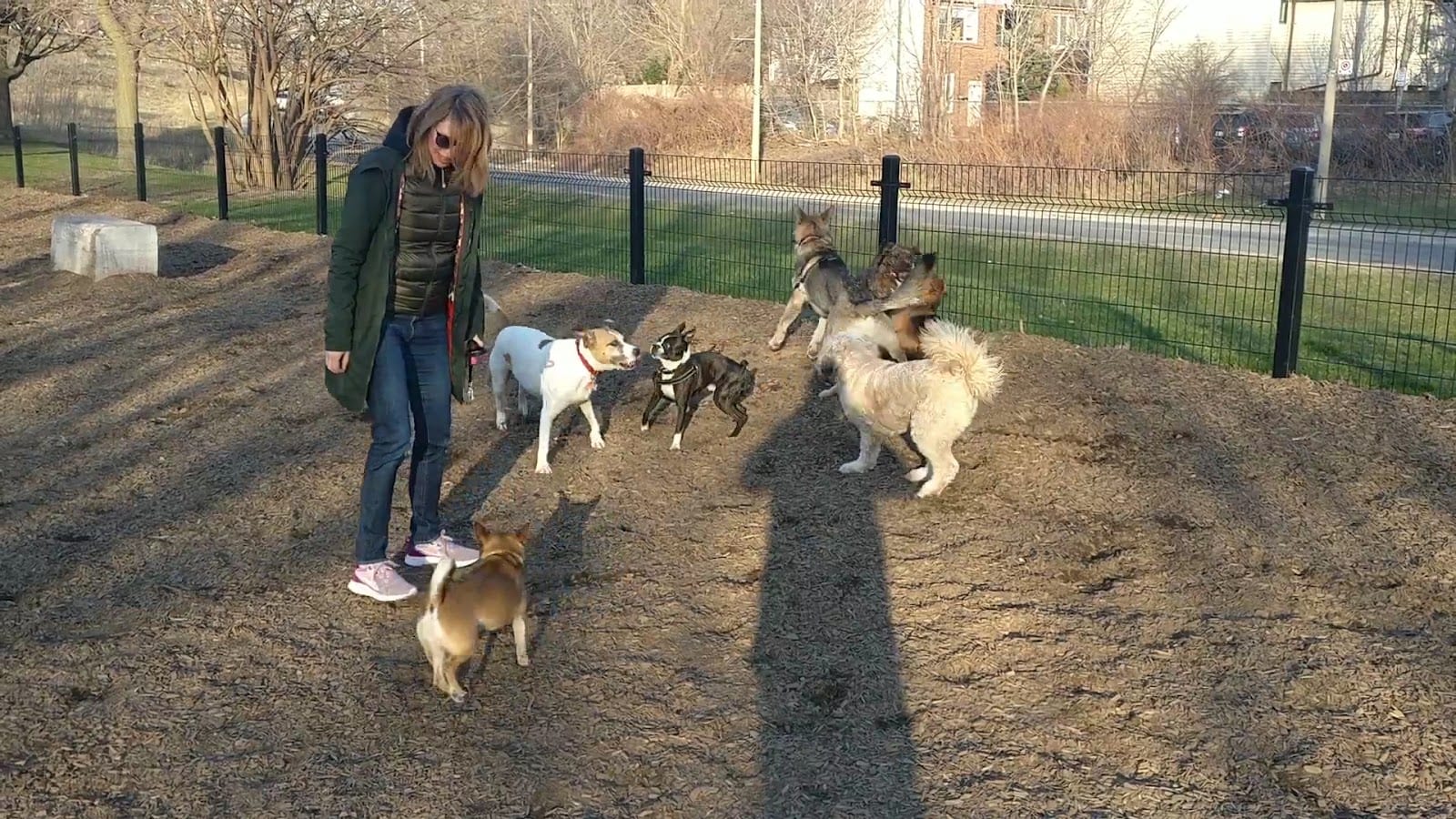 Orphan's Green Off Leash Dog Park, photo 2