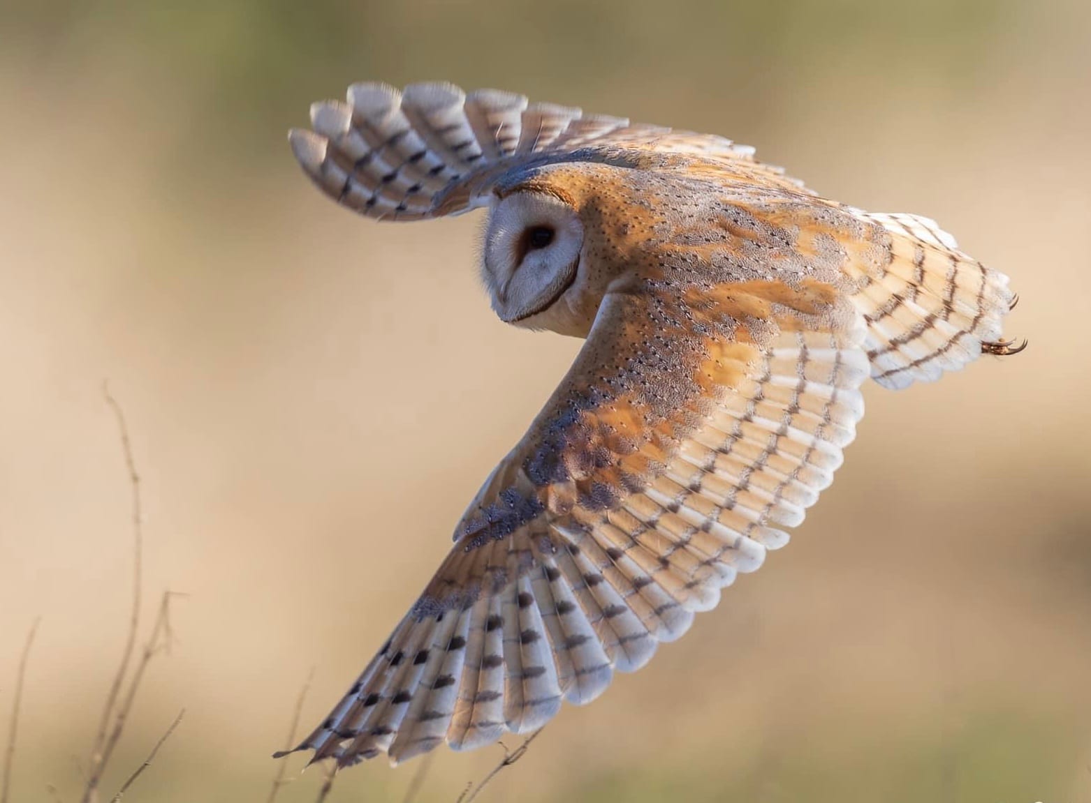 Wildlife Matters Organisation