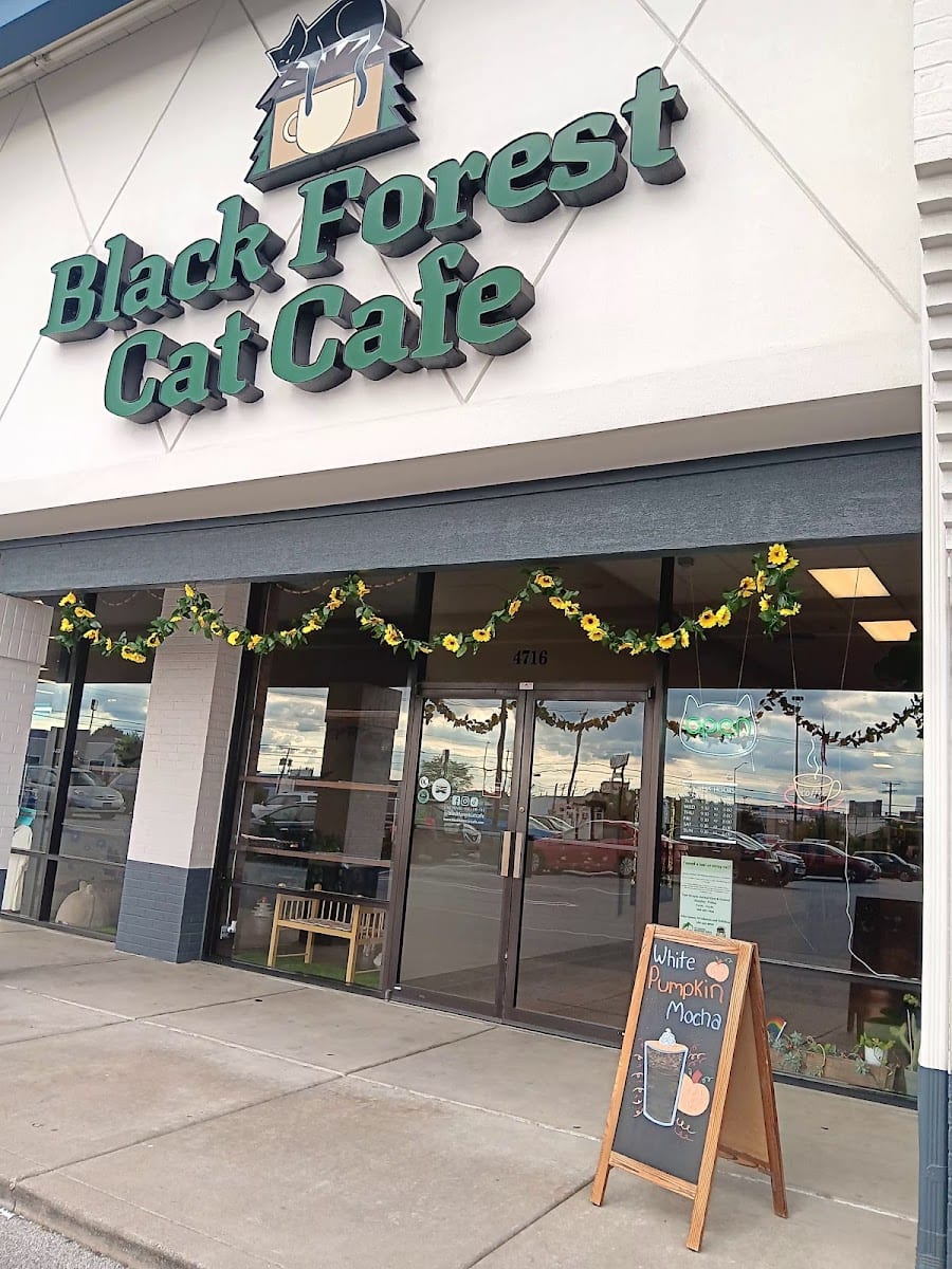 Black Forest Cat Café, photo 2