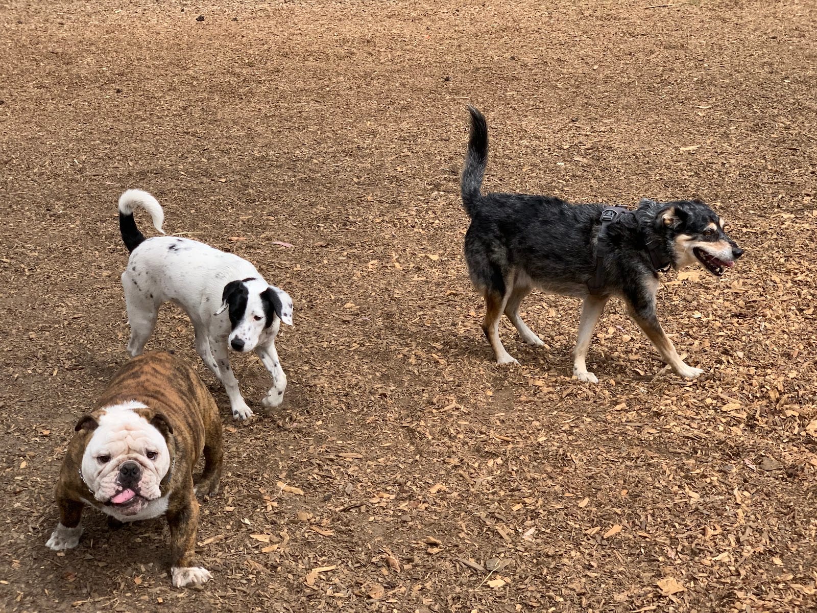 Mountain Lake Park Dog Play Area, photo 3