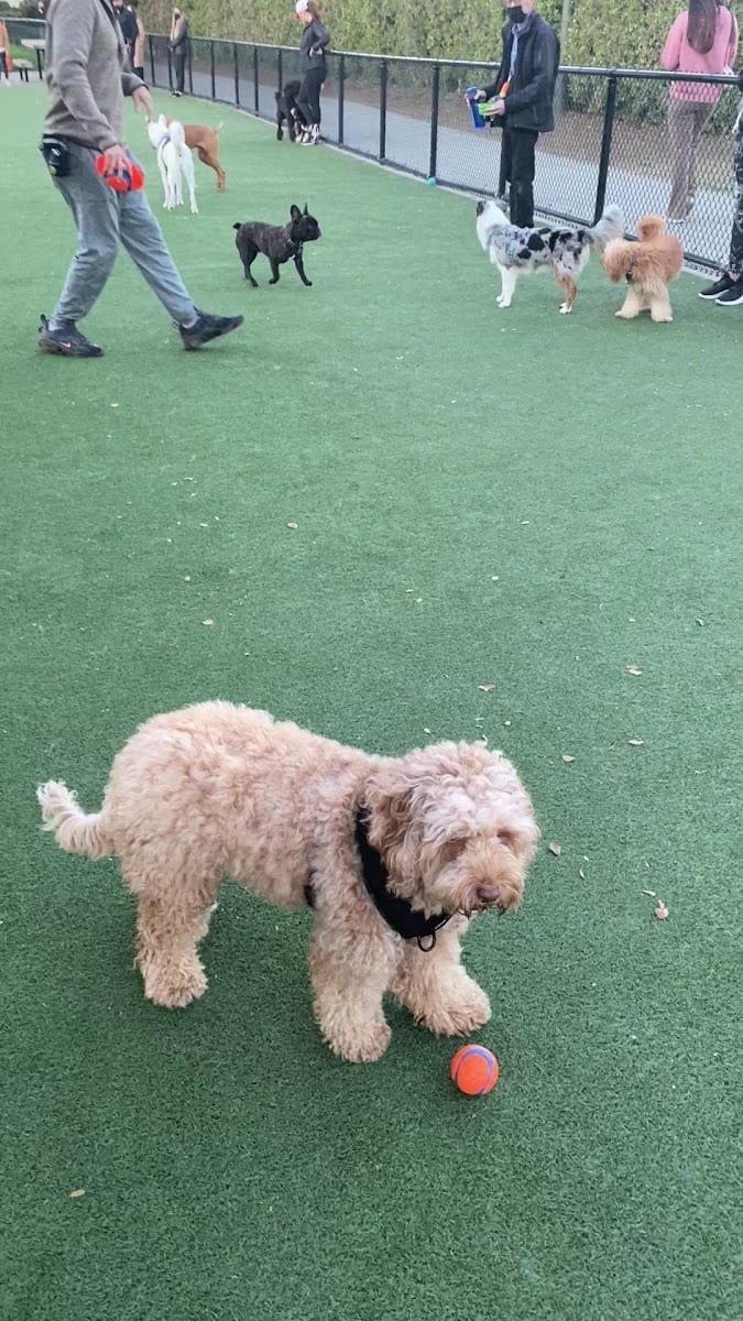 Dog Park | Moscone Park, photo 3