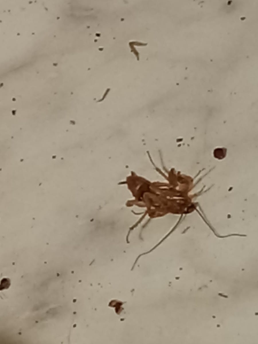 GuardTech Pest Management, photo 3