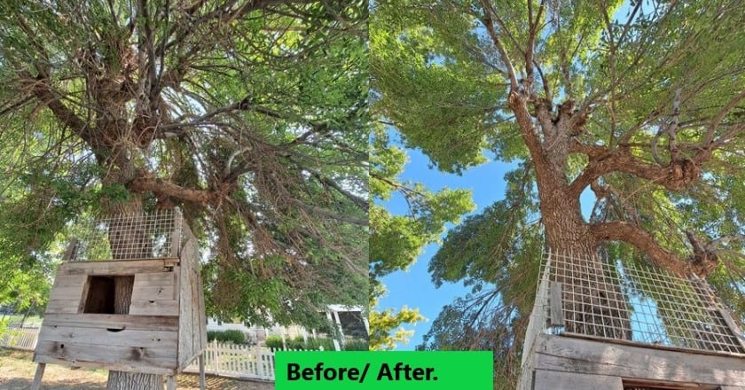 Apex Tree Management, photo 2