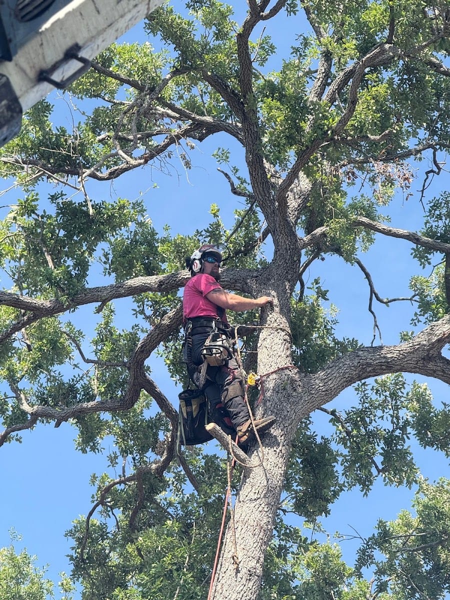 My Florida Tree Guys, photo 4