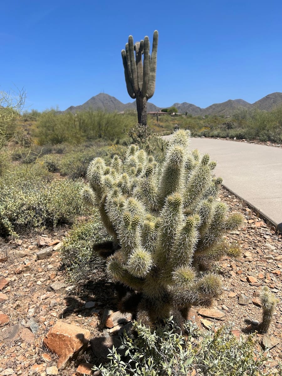 Javelina Trail Head