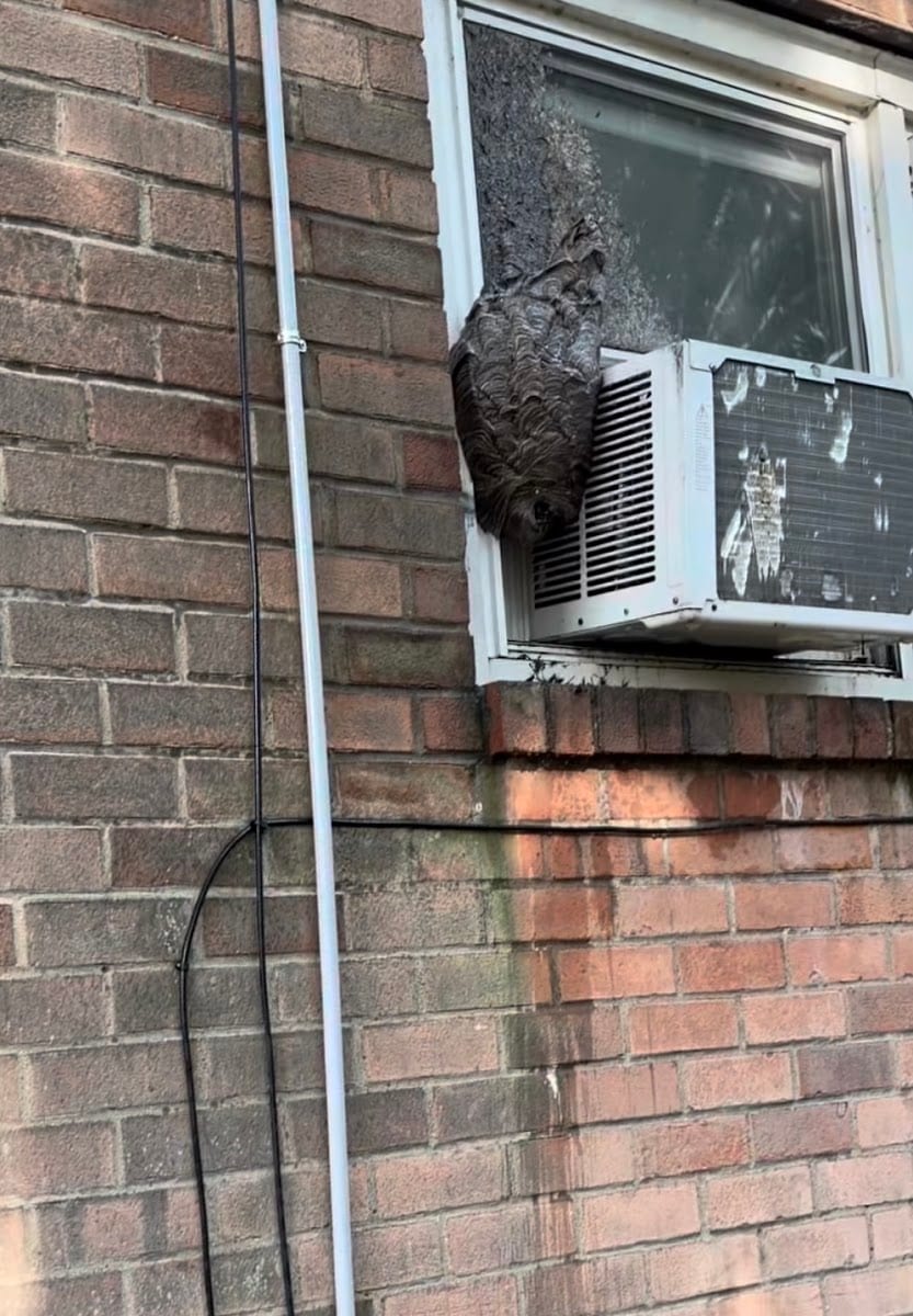 Swift Pest Control of Richmond Hill, photo 2