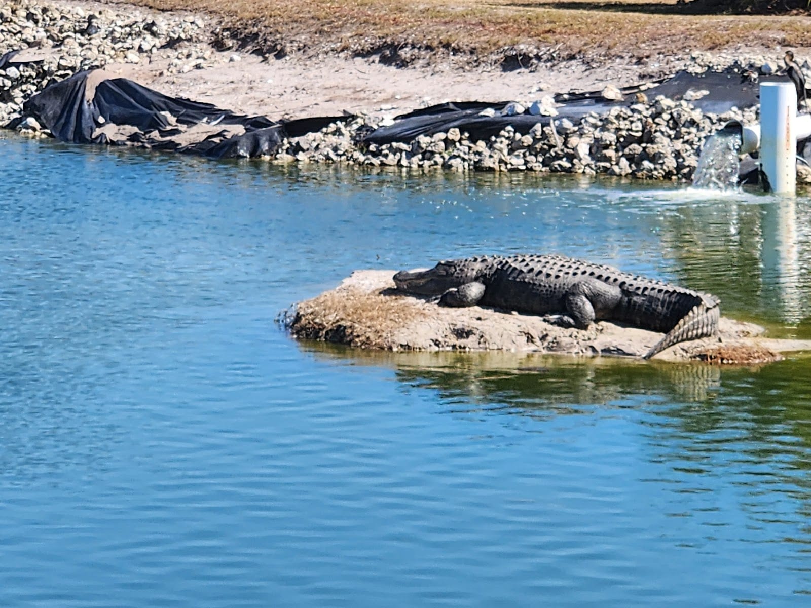 Myakka Pines Golf Club, photo 3