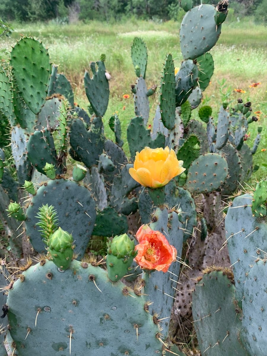 Brushy Creek Trail East, photo 3