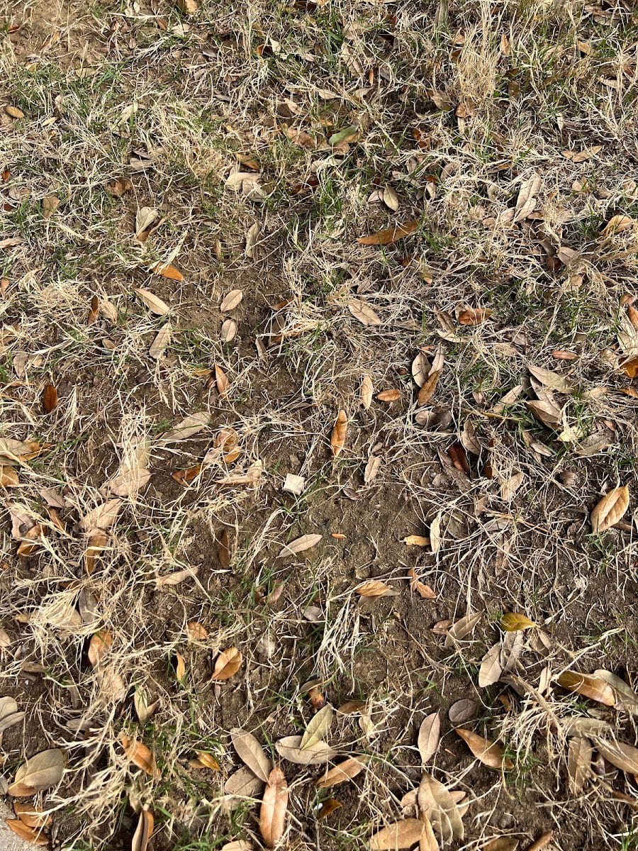 Gold Landscape Inc