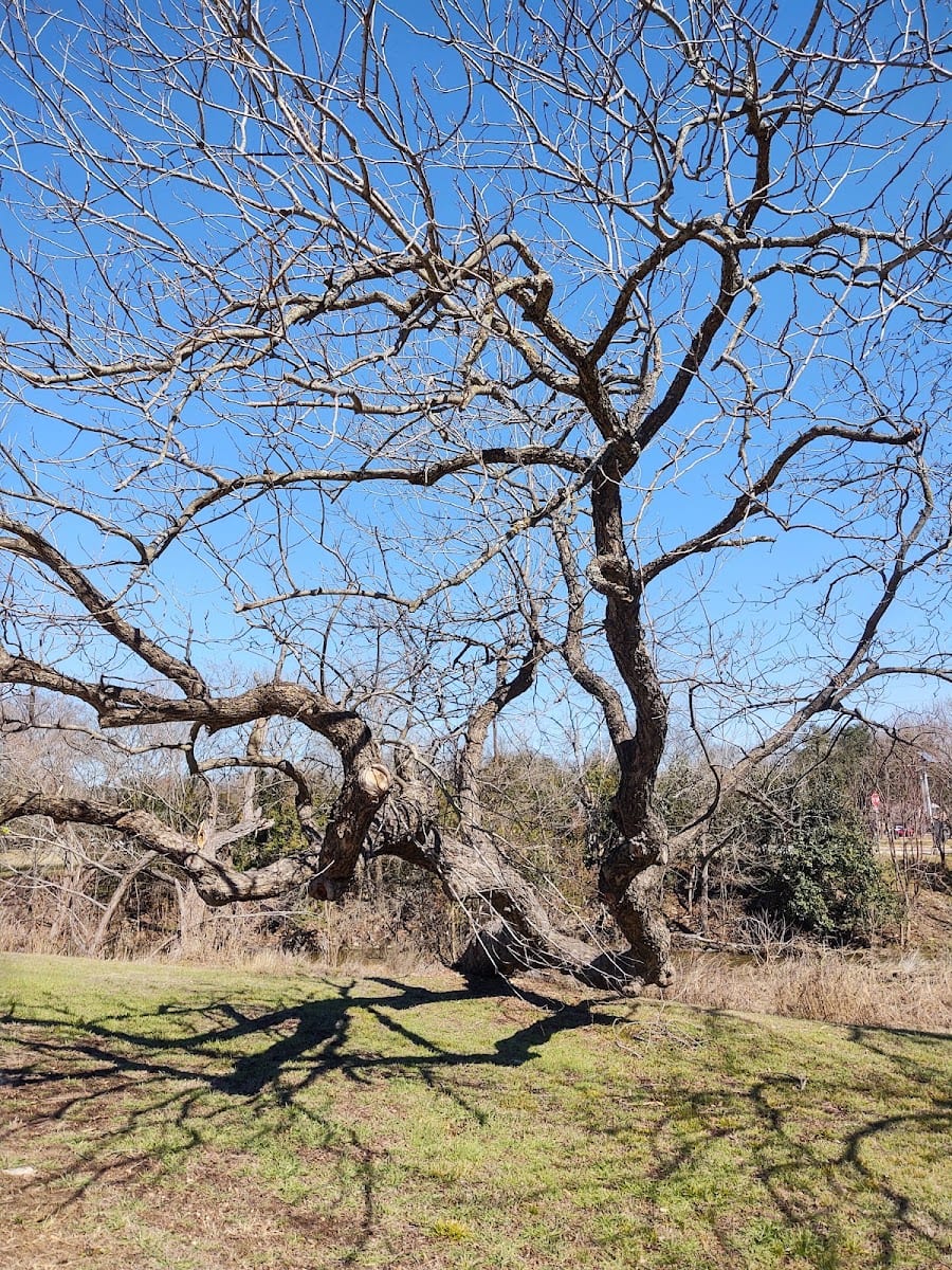 Round Rock West Greenbelt, photo 3