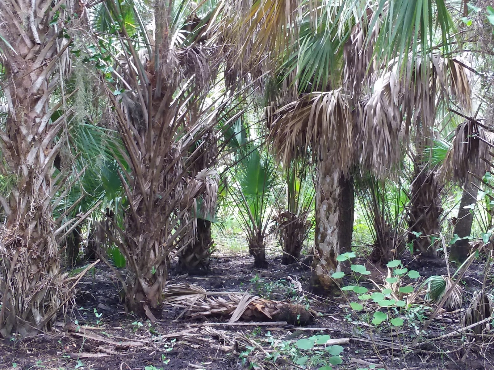 Charlotte Harbor Preserve Nature Walk, photo 3