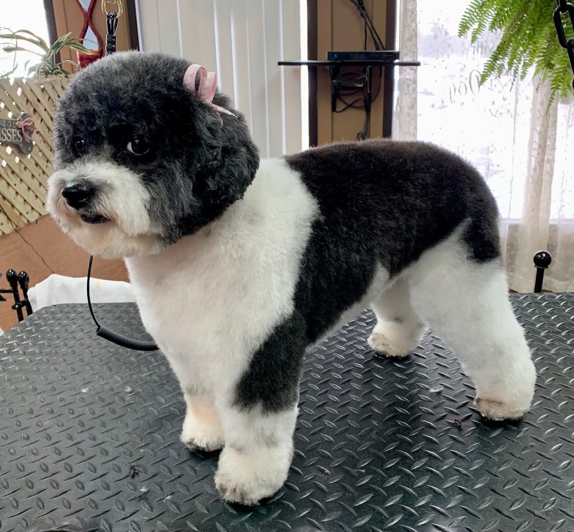 K-9 Design Grooming Salon, photo 4