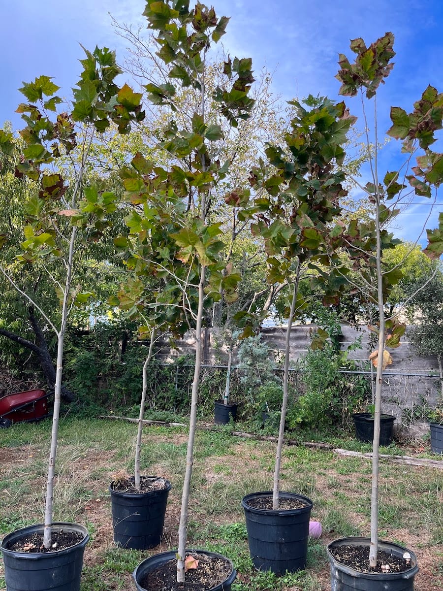 Héctor’s tree oaks