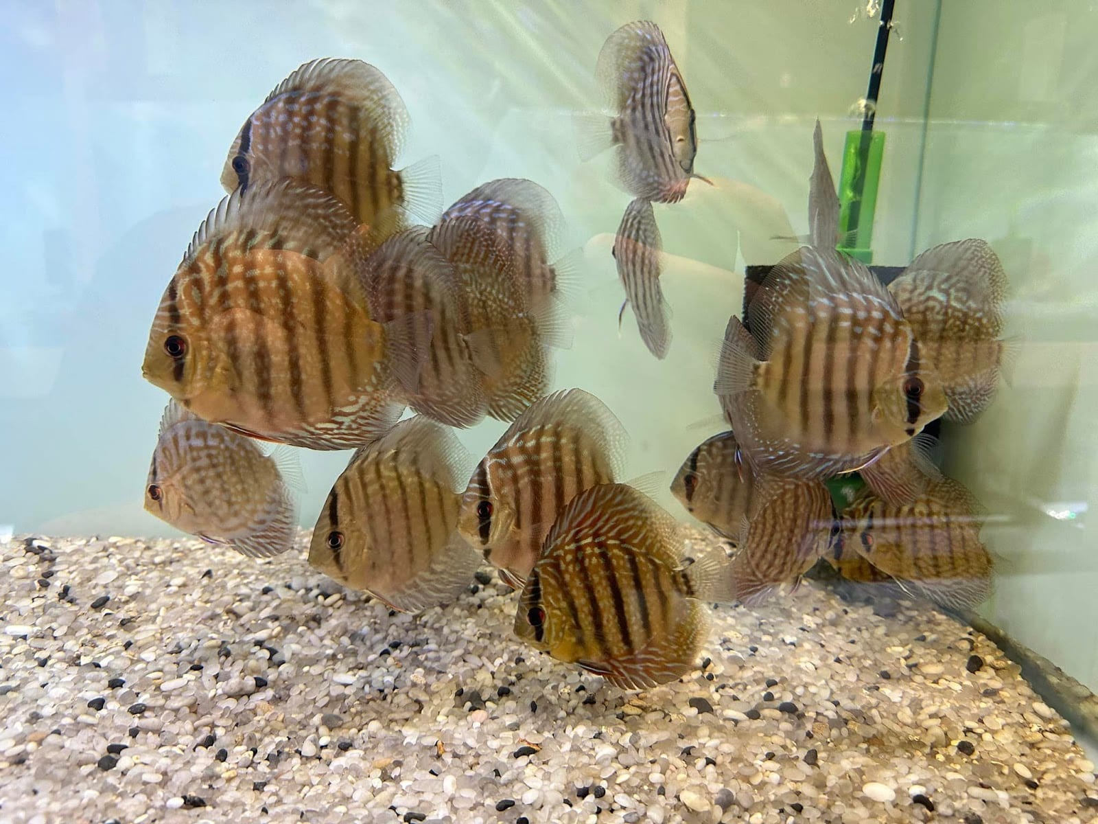 Retro Aquatics