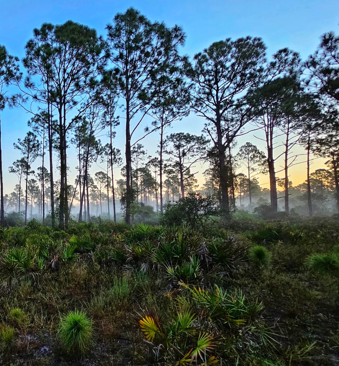 Big Slough Preserve