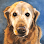 Pet Portrait Studio - Cathy Cole Fine Art