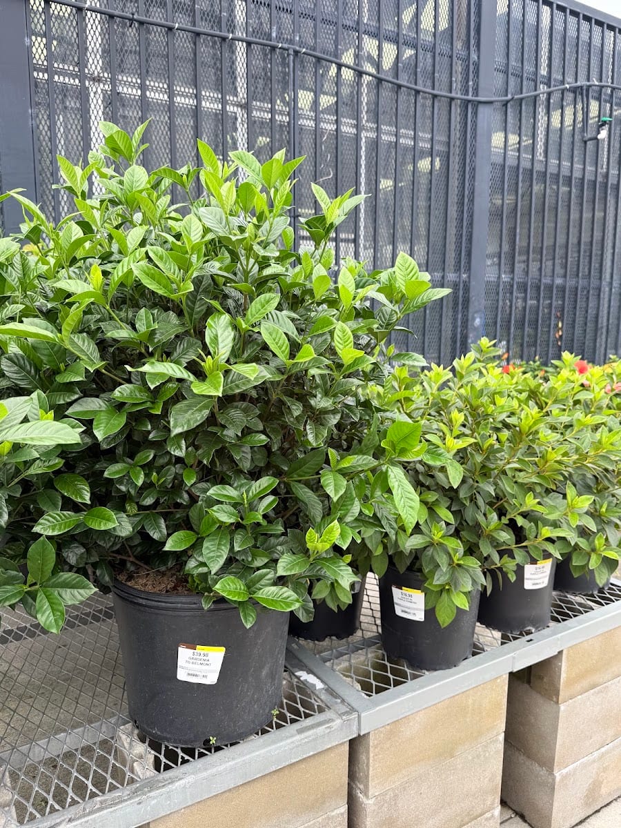 Garden Center at The Home Depot, photo 4