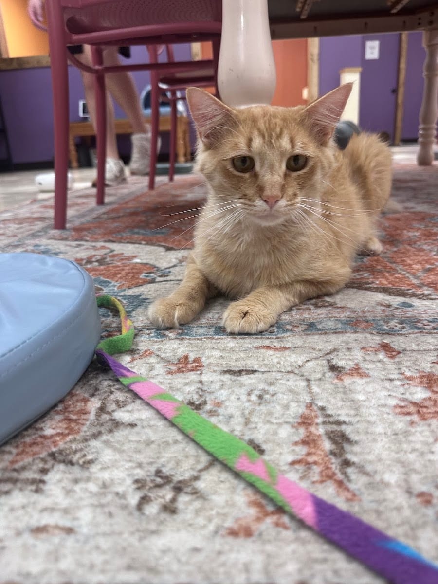 Critical Whiskers