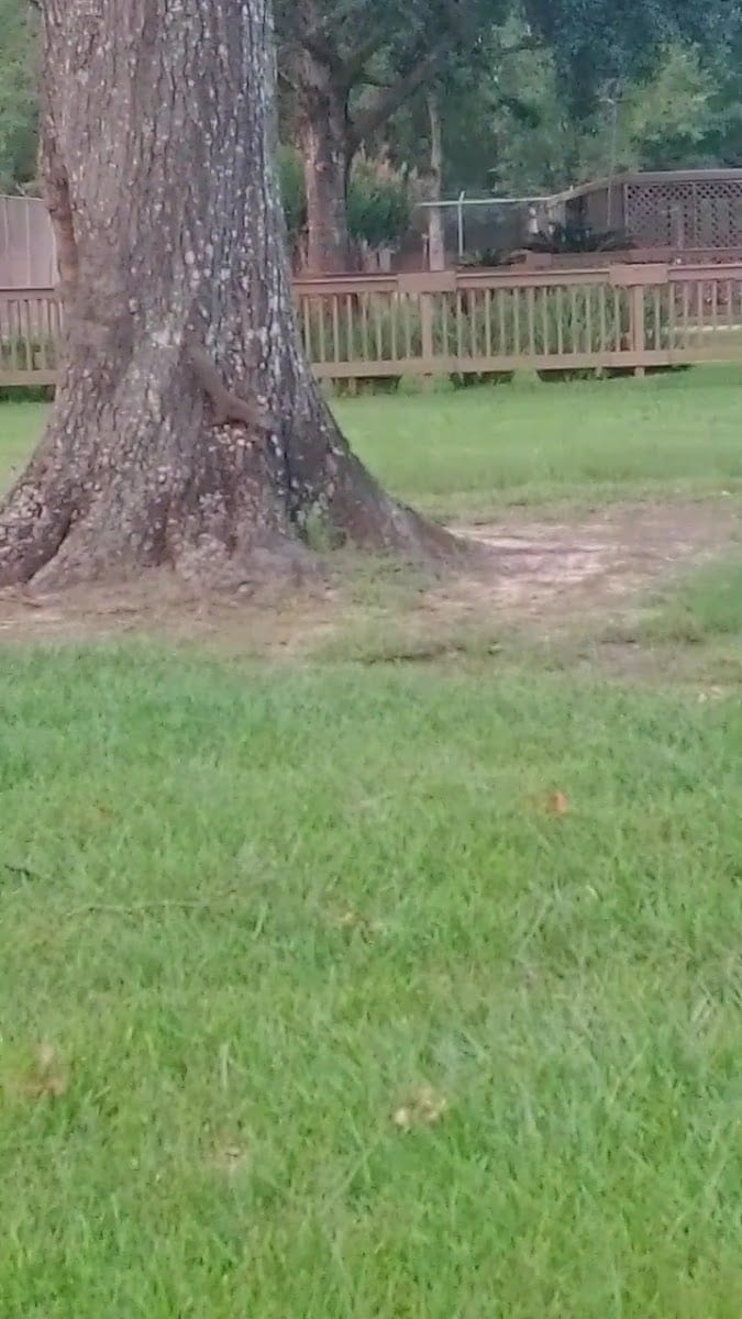 Charlie Gant Park, photo 2