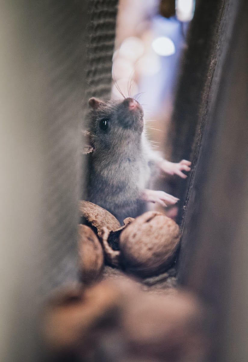 Right Way Pest Control, photo 3