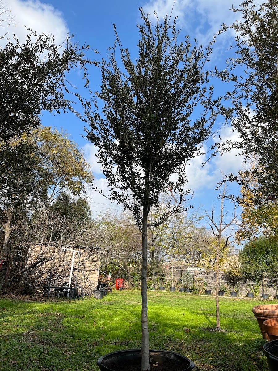 Héctor’s tree oaks, photo 4
