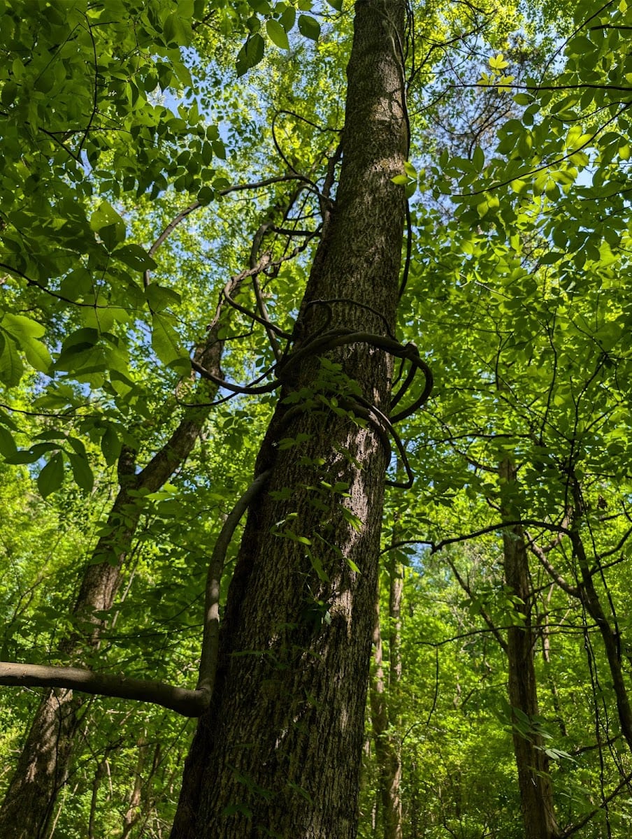 Spring Trail, photo 2