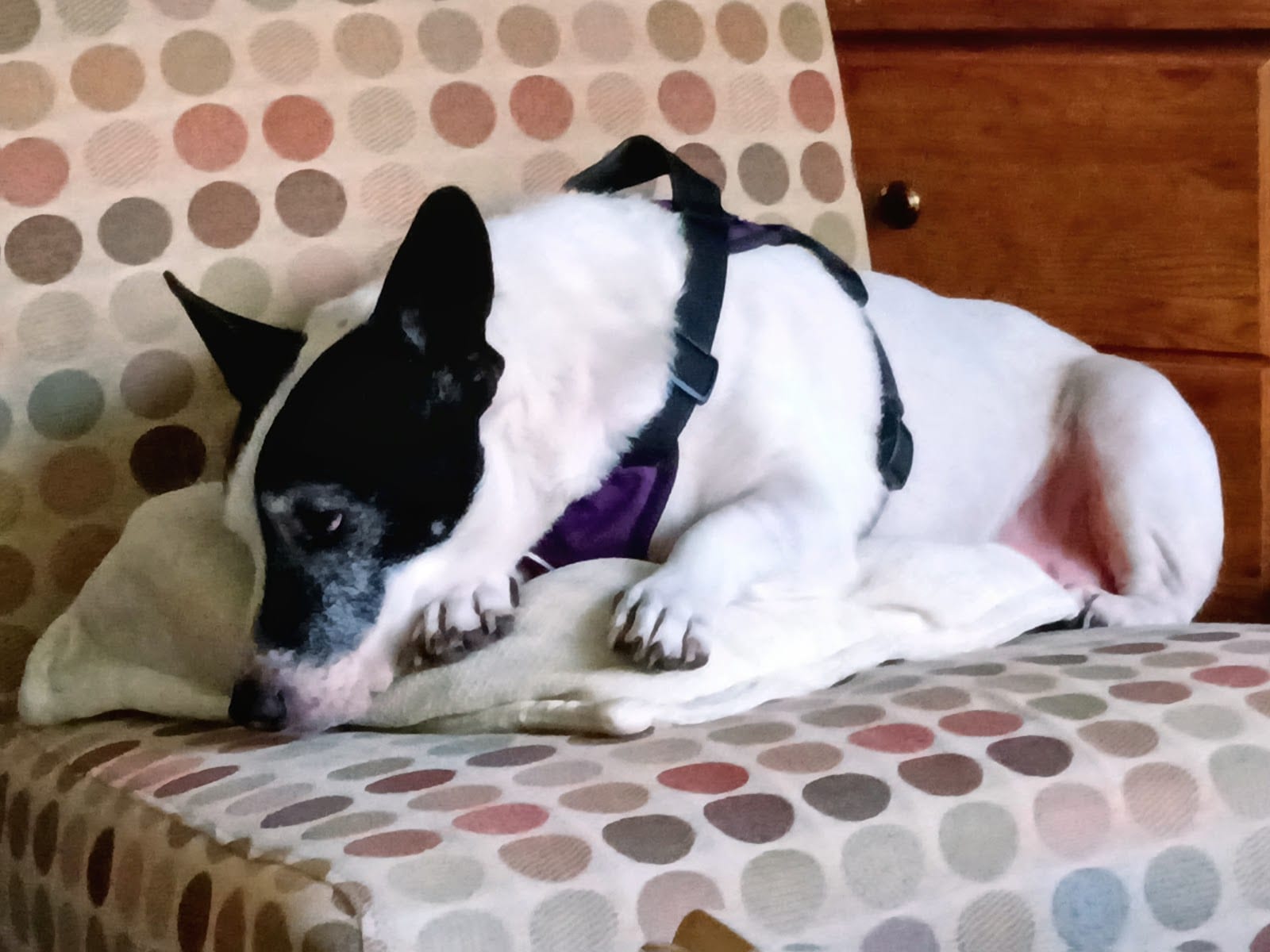 Nancy's Stay and Play, LLC
