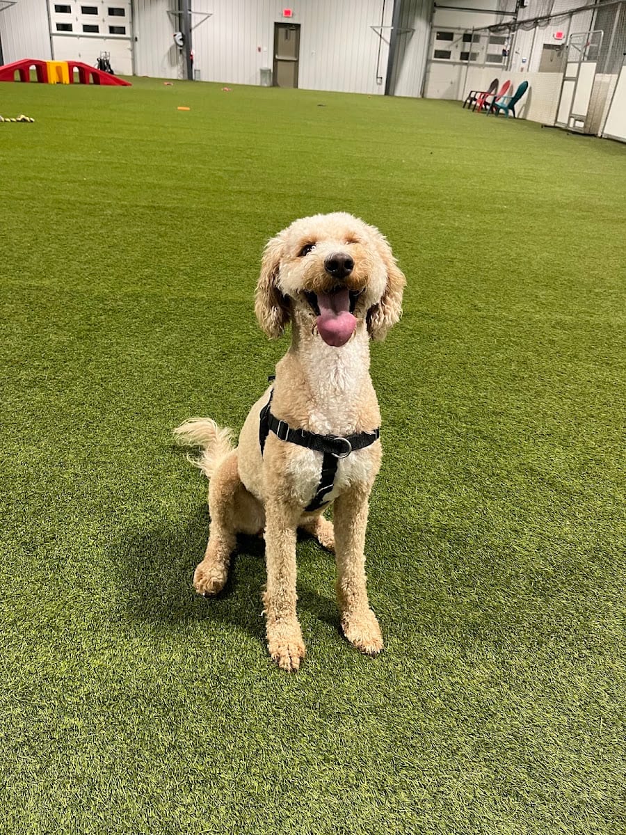 Ruff House | Dog Boarding, Day Care, Indoor Dog Park, photo 3