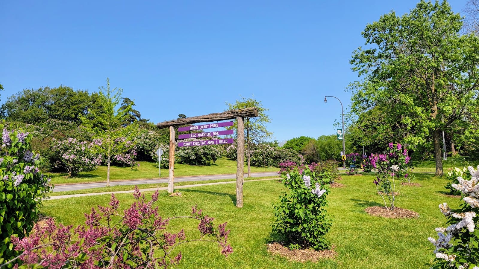 Lilac Adventure Zone, photo 2