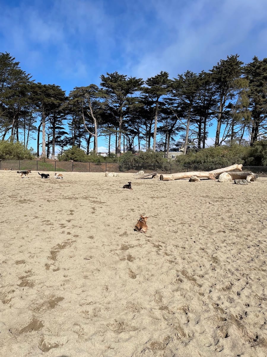 Golden Gate Park Dog Training Area