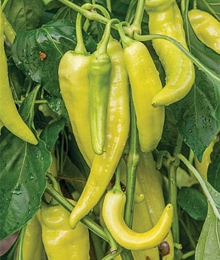 Battle Creek Farmers Market, photo 4