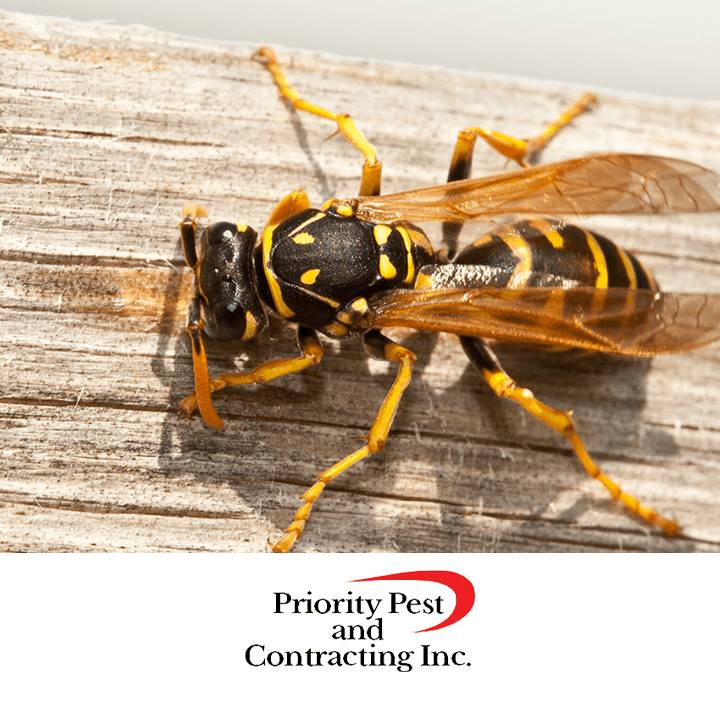 Priority Pest & Contracting, Inc