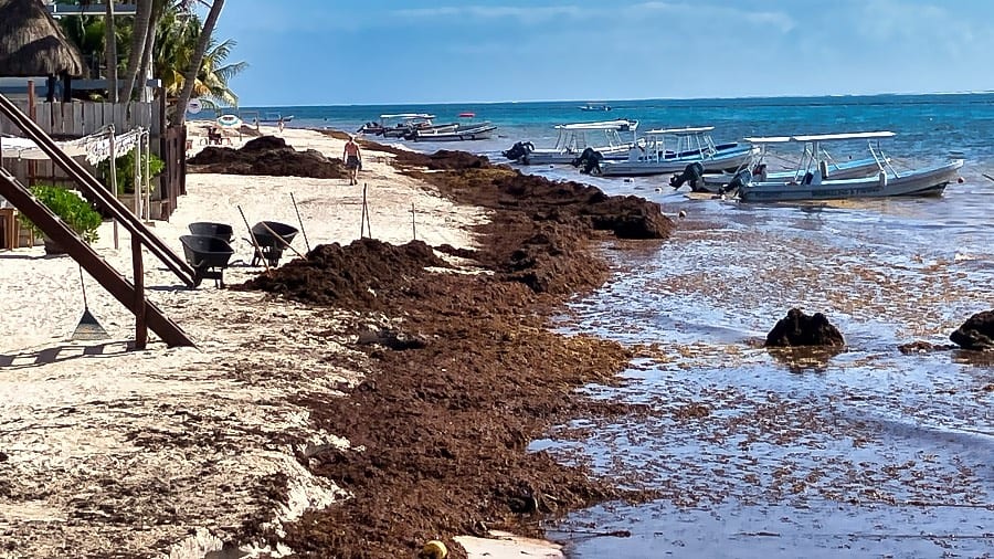 Mexico's 2-Billion-Peso Sargassum Plan Puts Puerto Morelos at the Center